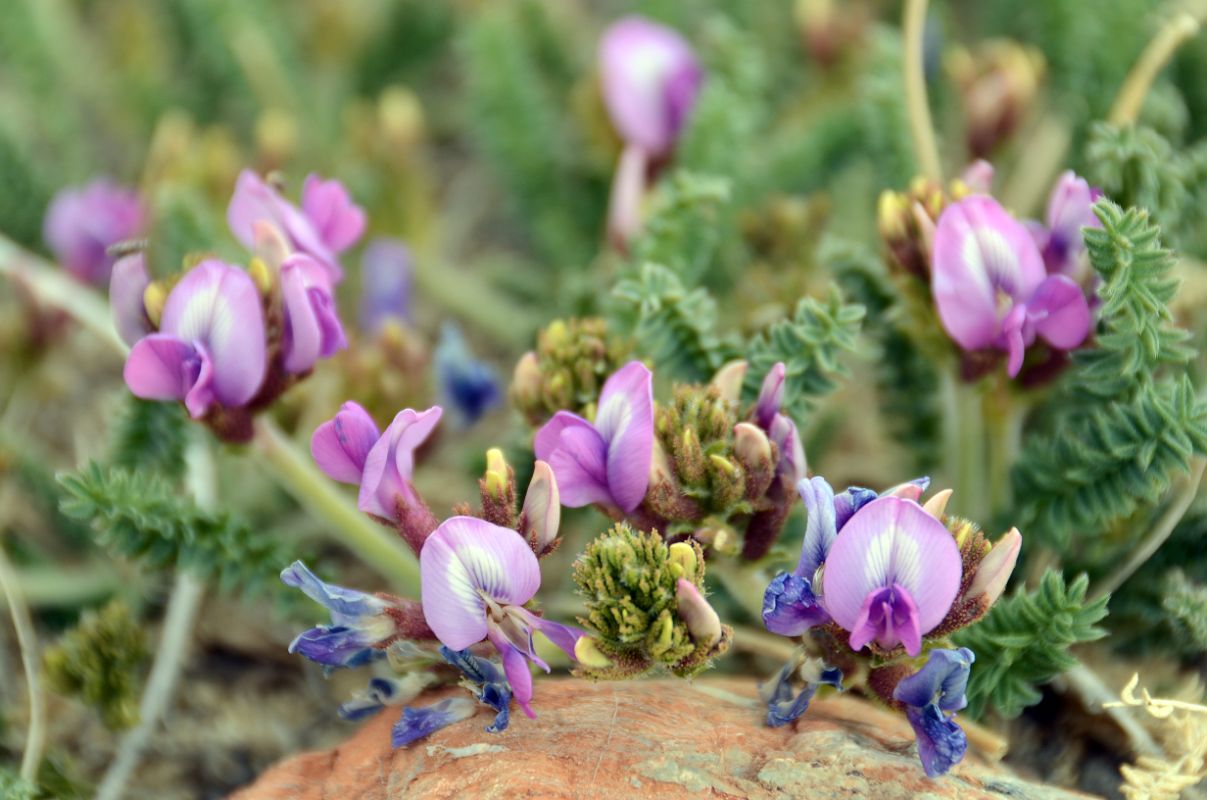 16 Purple Flowers Close Up Near Gasherbrum North Base Camp in China 